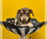 Small #1 Chihuahua Mix