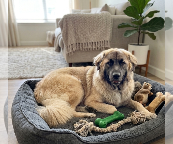 Medium Photo #1 Mutt Puppy For Sale in Genesee, WI, USA