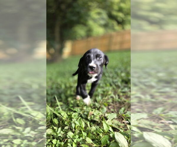 Medium Photo #3 Borador Puppy For Sale in Aurora, IN, USA