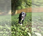 Small #2 Borador