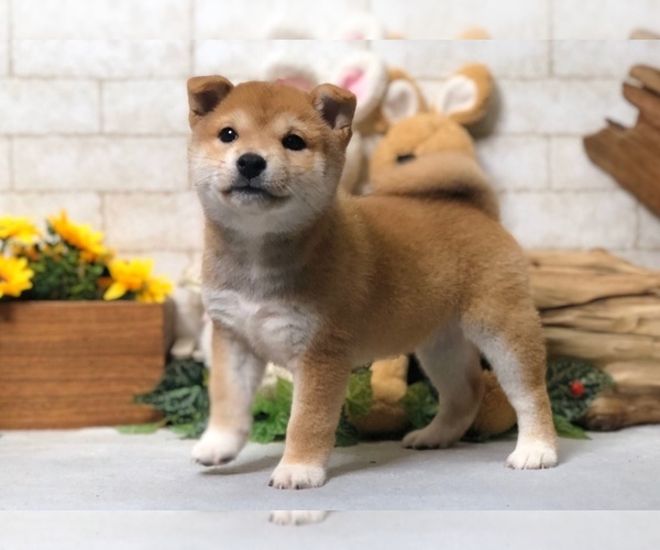 Medium Photo #8 Shiba Inu Puppy For Sale in CHICAGO, IL, USA