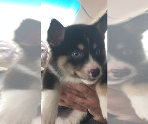 Siberian Husky-Welsh Cardigan Corgi Mix Puppy for sale in BUFORD, GA, USA
