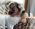 Small Photo #130 Australian Shepherd Puppy For Sale in LEBANON, IN, USA
