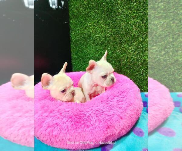 Medium Photo #15 French Bulldog Puppy For Sale in ATLANTA, GA, USA