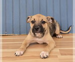 Small Bulldog Mix