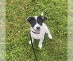 Small #3 Border Collie Mix