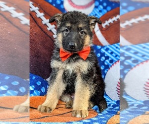 German Shepherd Dog Puppy for sale in LANCASTER, PA, USA