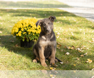 German Shepherd Dog Puppy for sale in GOSHEN, IN, USA