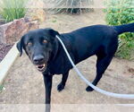 Small #11 Labrador Retriever