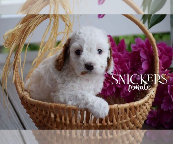 Medium Photo #4 Cavapoo Puppy For Sale in STANLEY, WI, USA