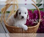 Small #3 Cavapoo