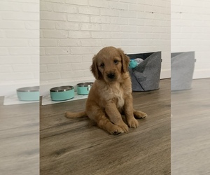 Goldendoodle Puppy for sale in GIRARD, OH, USA