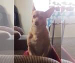 Small Chihuahua