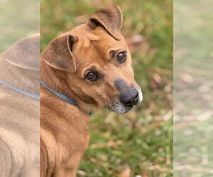 Mutt Dogs for adoption in Calhoun, GA, USA