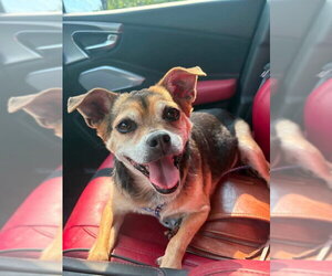 Chug Dogs for adoption in Germantown, OH, USA