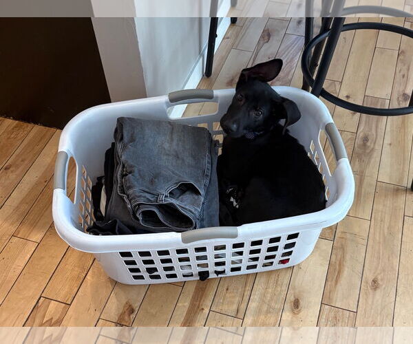 Medium Photo #4 Shepradors Puppy For Sale in Aurora, CO, USA