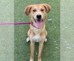 German Shepherd Dog-Unknown Mix Dogs for adoption in Fayetteville, NC, USA