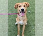Small German Shepherd Dog Mix