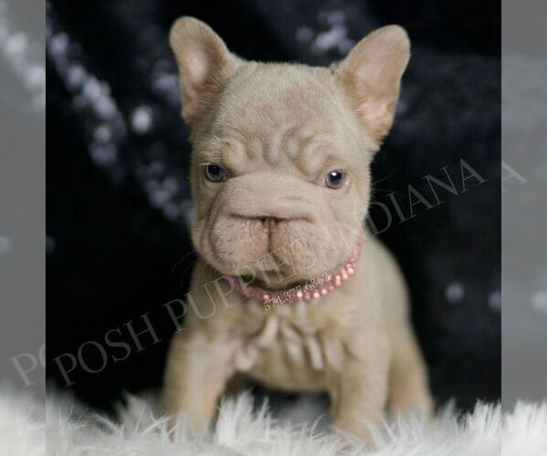 Medium Photo #3 French Bulldog Puppy For Sale in WARSAW, IN, USA