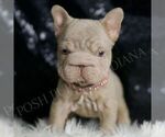 Small #2 French Bulldog
