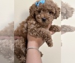 Puppy Teddy Poodle (Toy)