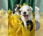 Small #6 Maltese