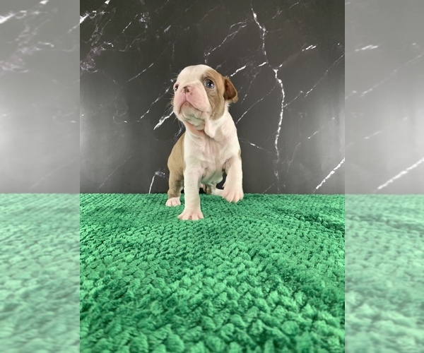 Medium Photo #25 Boston Terrier Puppy For Sale in TULARE, CA, USA