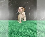 Small Photo #105 Boston Terrier Puppy For Sale in TULARE, CA, USA