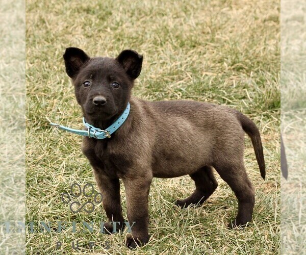 Medium Photo #1 Belgian Malinois Puppy For Sale in STRASBURG, PA, USA