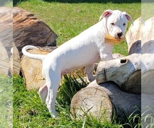 Medium American Bulldog