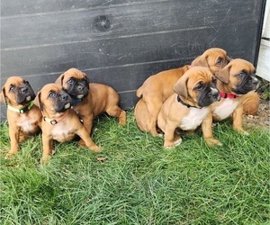 Boxer Puppy for sale in FOUNTAINTOWN, IN, USA