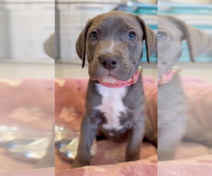 Mutt Dogs for adoption in Goodyear, AZ, USA