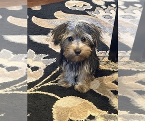 Yorkshire Terrier Puppy for sale in HAMMOND, IN, USA
