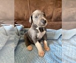 Puppy 8 Great Dane