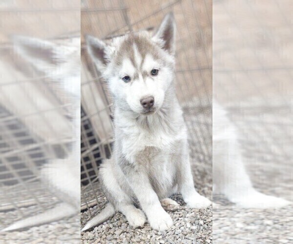 Full screen Photo #1 Siberian Husky Puppy For Sale in TUCSON, AZ, USA