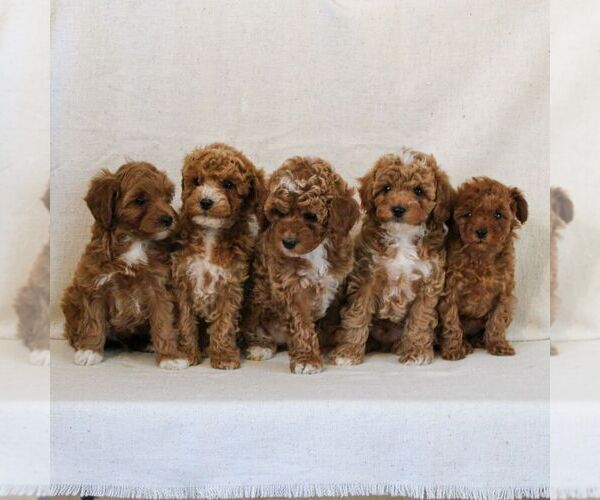 Medium Photo #2 Cavapoo Puppy For Sale in NEWMANSTOWN, PA, USA