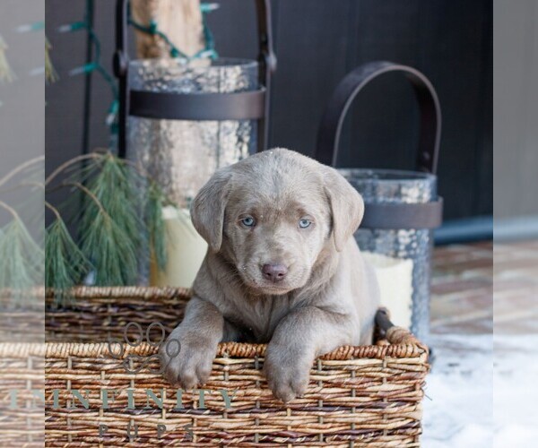 Medium Photo #1 Labrador Retriever Puppy For Sale in NARVON, PA, USA