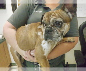 French Bulldog-Unknown Mix Dogs for adoption in Oroville, CA, USA