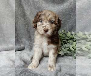 Labradoodle Puppy for sale in FREDERICKSBURG, OH, USA