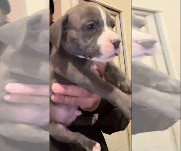 Medium Photo #1 American Bully Puppy For Sale in WALLINGFORD, CT, USA