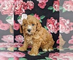 Small Photo #2 Cavapoo Puppy For Sale in QUARRYVILLE, PA, USA