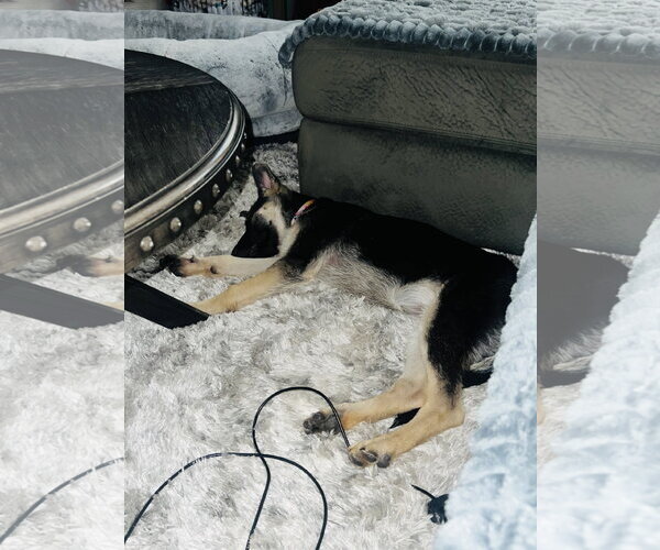 Medium Photo #4 German Shepherd Dog Puppy For Sale in Roseville, MN, USA