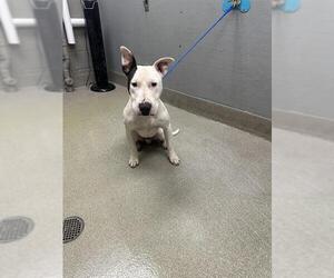 American Pit Bull Terrier-Unknown Mix Dogs for adoption in Las Vegas, NV, USA