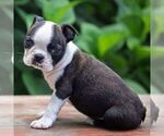 Small #2 Boston Terrier