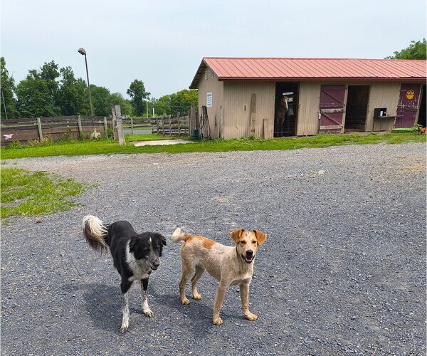 Medium Photo #4 Mutt Puppy For Sale in Garden City, NY, USA