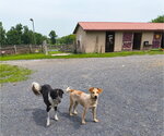 Small #3 Mutt