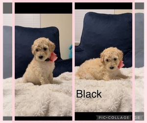 Labradoodle Puppy for sale in SALIDA, CA, USA