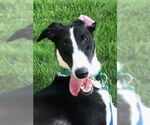 Small #2 Greyhound