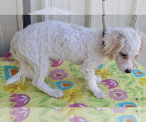 Captain - Male Bichpoo Dog for Adoption - Photo #4