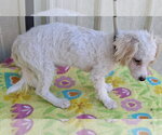 Small Photo #4 Bichpoo Puppy For Sale in Mountain View, MO, USA